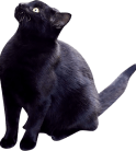 黒ネコ