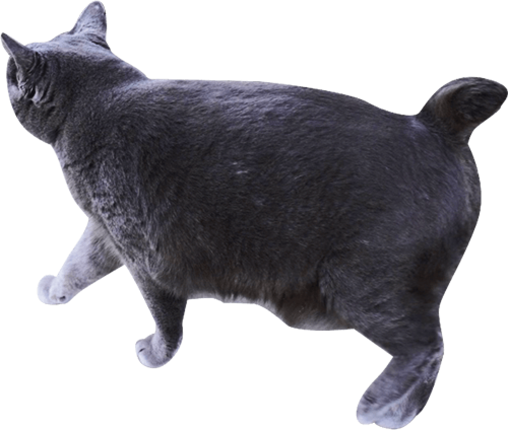 黒猫