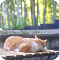 swiper-img